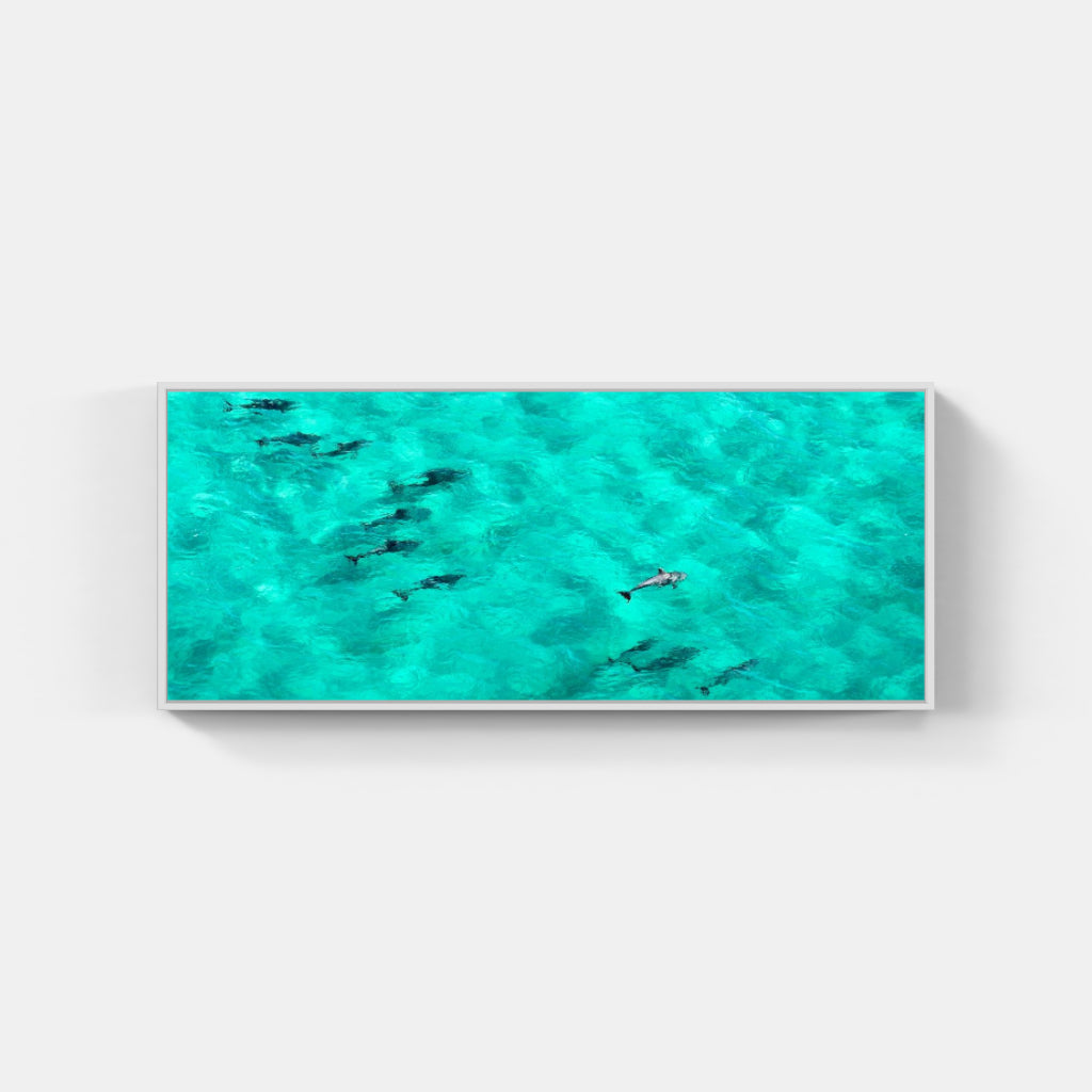Bottlenose Dolphins No. 2