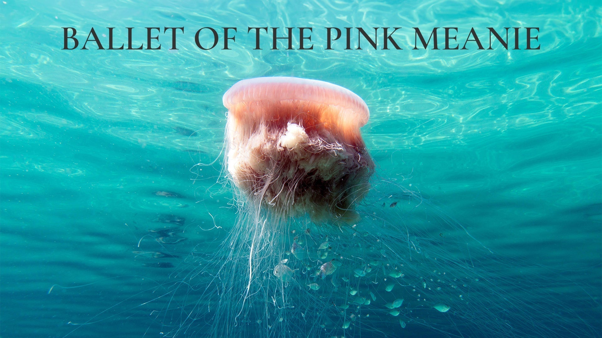 Ballet of The Pink Meanie - The Untold Story