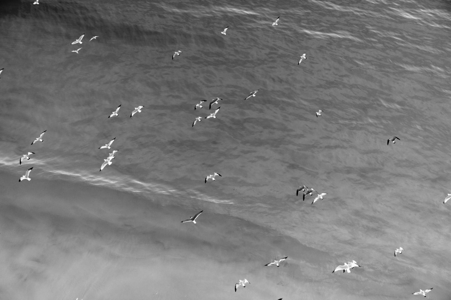 Seagrove Gulls No. 1, Edition 1/12, Cool White Frame