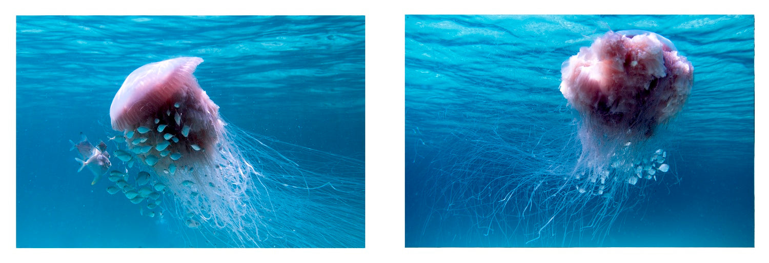 Ballet of The Pink Meanie Diptych 3