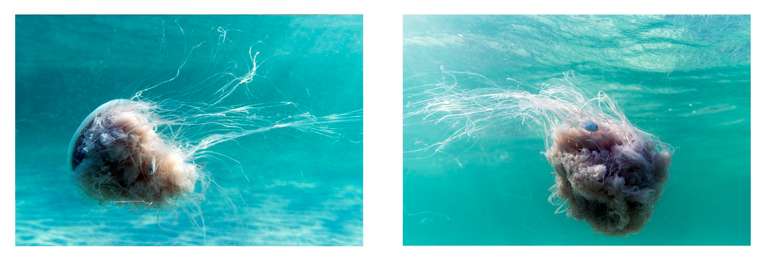 Ballet of The Pink Meanie Diptych 1