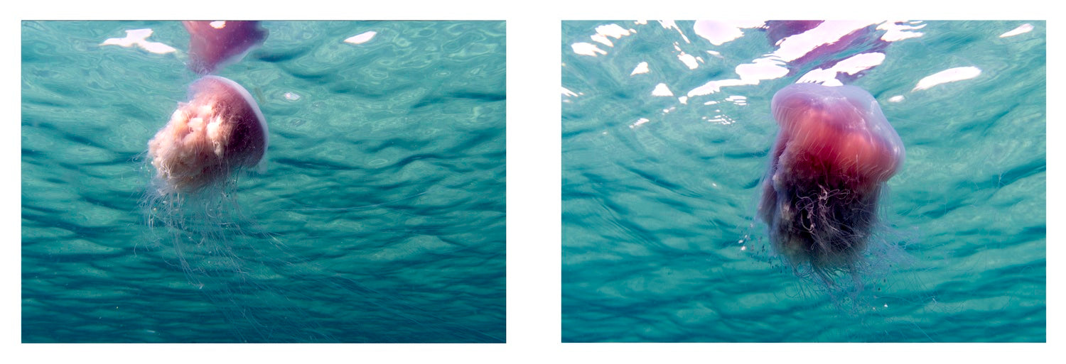 Ballet of The Pink Meanie Diptych 2