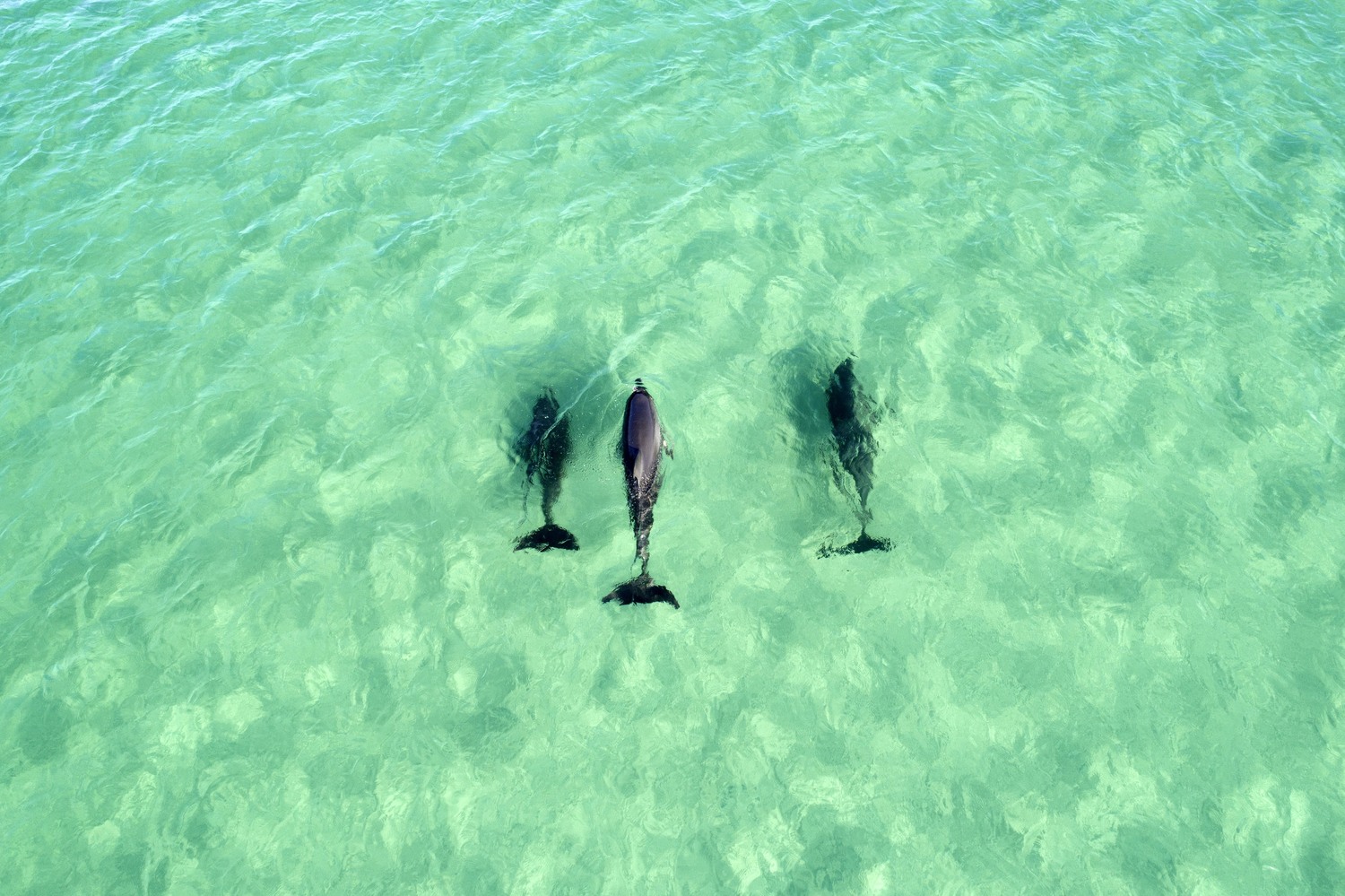 Bottlenose Dolphins